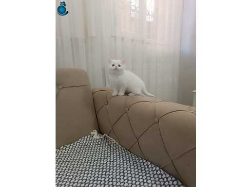 KAR BEYAZ BRTİSH SHORTHAİR 