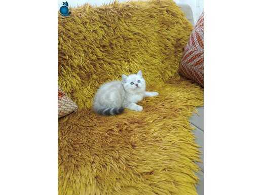 Brtish Shorthair Lynxpoint 