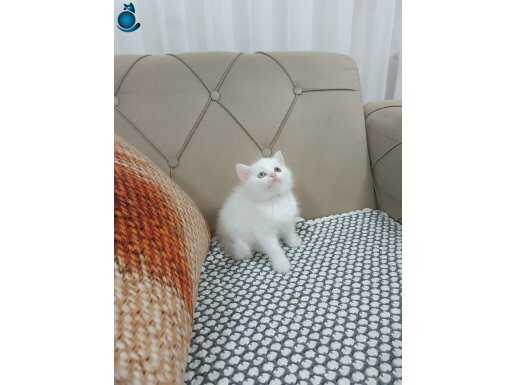 KAR BEYAZ BRTİSH SHORTHAİR 