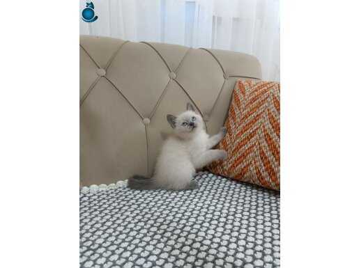 Maskeli Bakışlı British Shorthair Blue Point - Safkan Zarafet