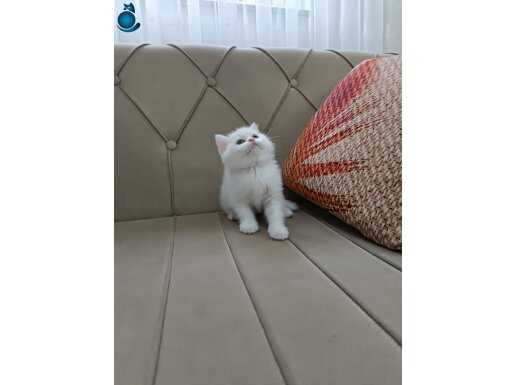 KAR BEYAZ BRTİSH SHORTHAİR YAVRULAR