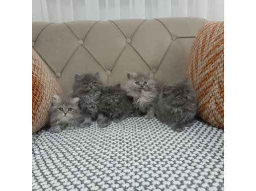 Duman Rüzgarı British Longhair Yavrular
