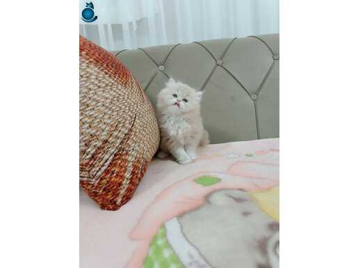 Bicolor Cream BRTİSH LONGAHİR 