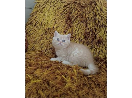 BRTİSH SHORTHAİR ŞAMPANYA RENK 