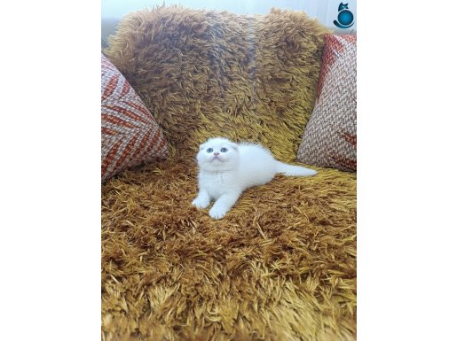 SCOTİSH FOLD KAR BEYAZ MAVİ GÖZLÜ 