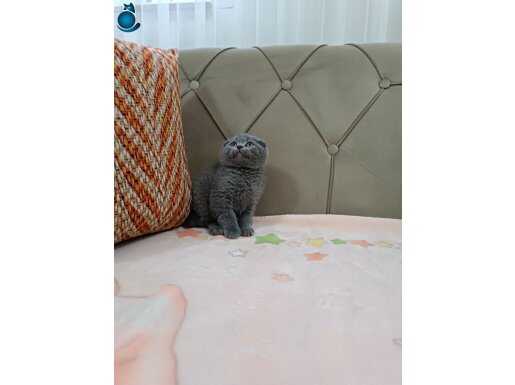 Kusursuz BİBLO SURAT SCOTTİSH FOLD 