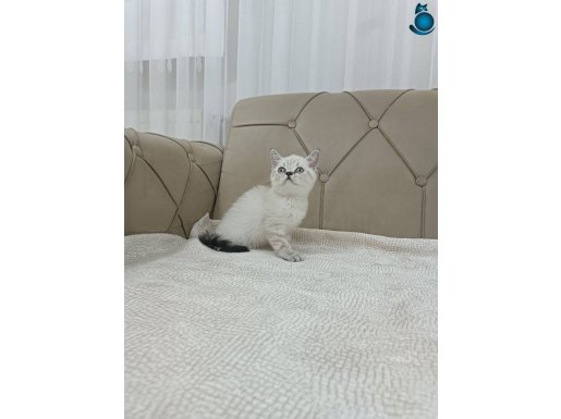 Brtish Shorthair Lynxpoint