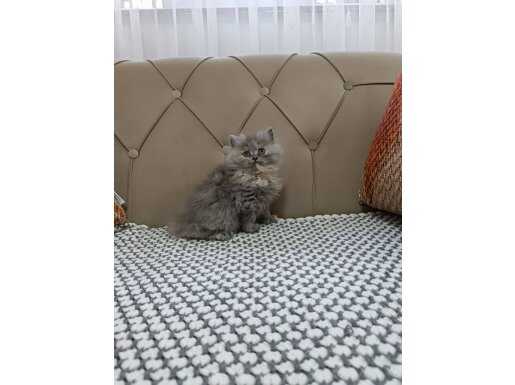GÜMÜŞİ GRİ BİCOLOR BRTİSH LONGHAİR 