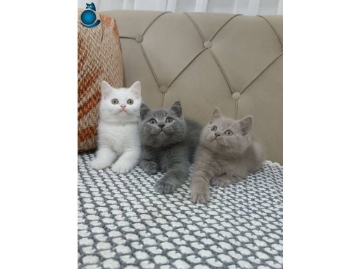 BRTİSH SHORTHAİR YAVRULAR 