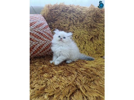 BLUE POİNT BRTİSH LONGHAİR MAVİ GÖZLÜ 