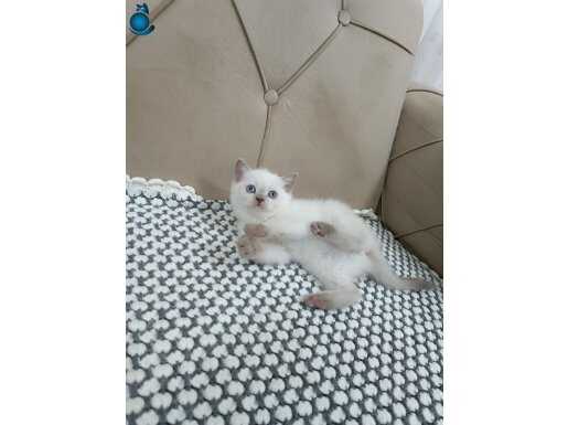 MAVİ GÖZLÜ BLUE POİNT ERKEK YAVRU 