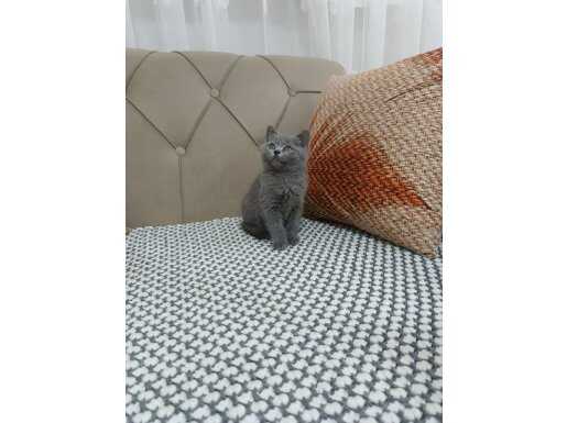 Mükemmel Kalitede British Shorthair Yavrusu - Eğitimi Tamam!