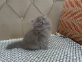 Bakışları Ömre Bedel Füme British Longhair Yavrusu