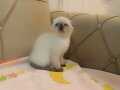 Scottish Fold Blue Point Yavrular 