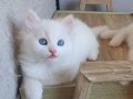 Kar Beyazı Mavi Gözlü British Longhair Yavrular: Safkan ve Eğitimi Tamamlanmış