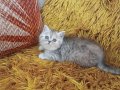Gümüş Bulut British Shorthair Whiskas