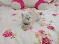 Brtish Shorthair LYNXPOİNT MAVİ GÖZLÜ 