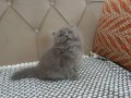 Bakışları Ömre Bedel Füme British Longhair Yavrusu