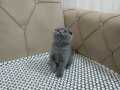 BİBLO SURAT SCOTTİSH FOLD 