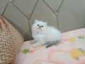 BLUE POİNT BRİTİSH LONGAHİR MAVİ GÖZLÜ 