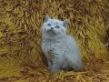Küçükçekmece Füme British Shorthair | Tuvalet Eğitimi Hazır, Sosyal ve Sağlıklı Yavru