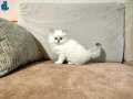 KUSURSUZ BRTİSH LONGAHİR ny2533 Saf Irk 