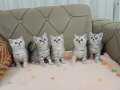 KUSURSUZ SİLVER BRİTİSH SHORTHAİR YAVRULAR 