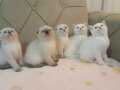 Scottish Fold Ve Brtish Shorthair YAVRULAR 