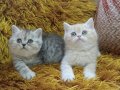 Gümüş Sürmeli British Shorthair Yavruları