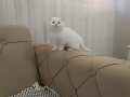 KAR BEYAZ BRTİSH SHORTHAİR 