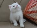 KAR BEYAZ BRTİSH SHORTHAİR YAVRULAR
