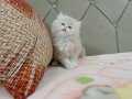 Bicolor Cream BRTİSH LONGAHİR 