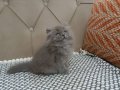 Bakışları Ömre Bedel Füme British Longhair Yavrusu