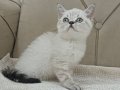 Brtish Shorthair Lynxpoint