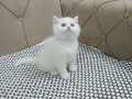 KUSURSUZ KAR BEYAZ BRİTİSH SHORTHAİR 