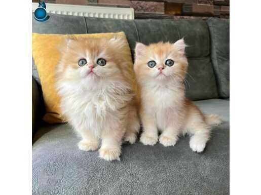 Safkan golden Ny12 erkek