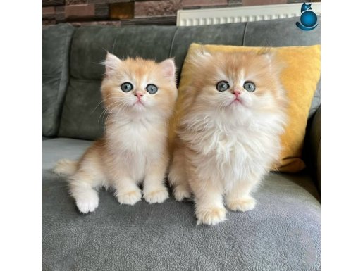 Golden ny12 longhair ve shorthair erkek 