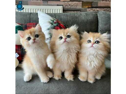 Ny12 Golden erkek Yavrular (pet veya full şecereli)