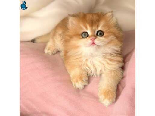 Golden Ny12 dişi bebek 