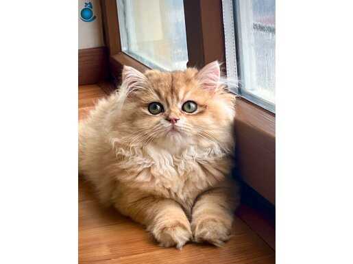 Safkan Altın kedi kusursuz Ny12 