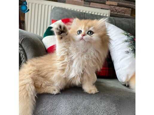 Mükemmel kan hattına sahip long short Ny12 erkek bebekler