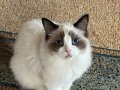 Büyüleyici gözler