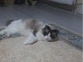 Büyüleyici gözler