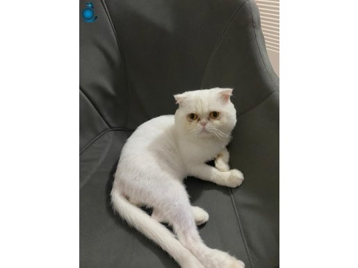 Bulut Kedi