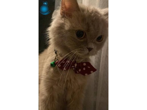 ilgi meraklısı KÖPÜK :)