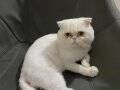 Bulut Kedi