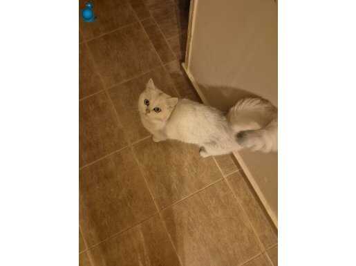 Yetişkin mikroçipli aşılı karneli karnesiz açıklamayı oku