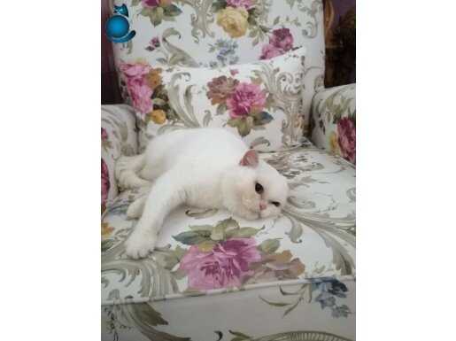 Yetişkin Beyaz Gri üretime uygun dişi erkek 8 ay ve 3 yaş