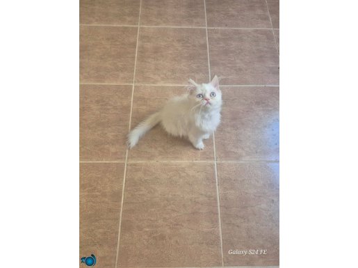 Mavi gözlü beyaz british Longhair son 2 yavru