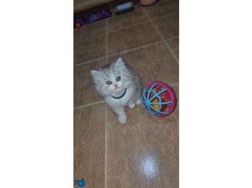 Rengarenk yavrular yeni yuvalarını arıyorlar